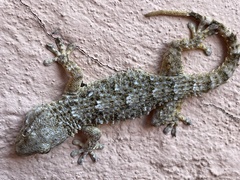 Tarentola mauritanica