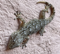 Tarentola mauritanica