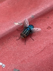 Cochliomyia