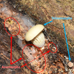 Pleurotus cystidiosus