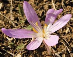 Colchicum laetum