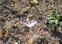 Colchicum laetum