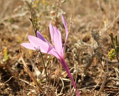 Colchicum laetum