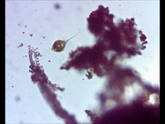 Phacus circumflexus