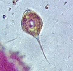 Phacus circumflexus