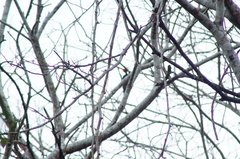 Campephilus guatemalensis