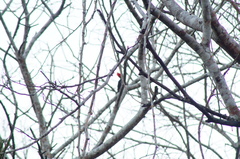 Campephilus guatemalensis