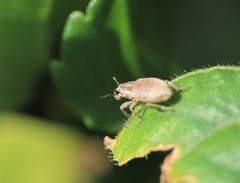 Sitona lineatus