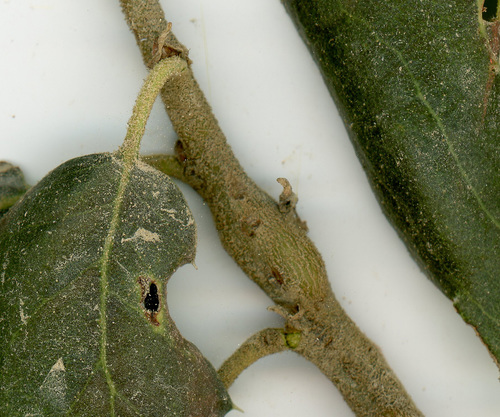 iNaturalist observation photo of Ruptured Twig Gall Wasp