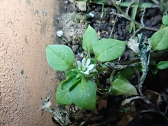Stellaria media