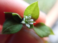 Stellaria media