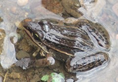 Leptodactylus gracilis