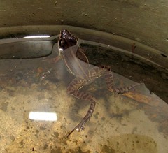 Leptodactylus gracilis