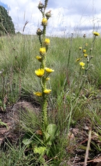 Berkheya rhapontica