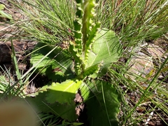 Berkheya rhapontica