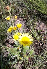 Berkheya rhapontica