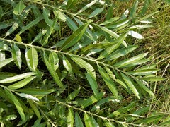 Salix humilis
