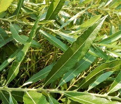 Salix humilis
