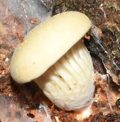 Pleurotus cystidiosus