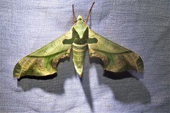 Adhemarius dariensis