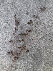 Euphorbia hypericifolia