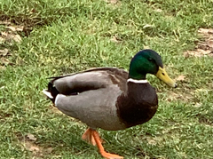 Anas platyrhynchos