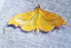 Anarmodia