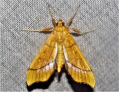 Anarmodia