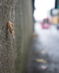 Phlogophora meticulosa