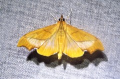Anarmodia