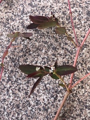 Euphorbia hypericifolia
