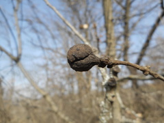 Andricus infectorius