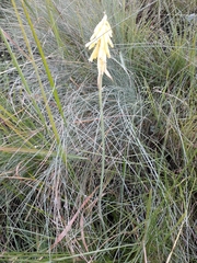 Kniphofia fibrosa