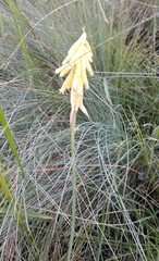 Kniphofia fibrosa