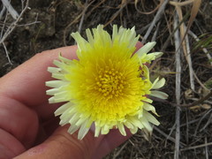 Malacothrix californica