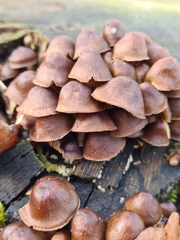 Mycena tintinnabulum