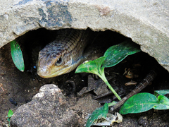 Broadleysaurus major