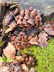 Mycena tintinnabulum