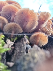 Mycena tintinnabulum