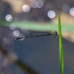 Agriocnemis splendidissima