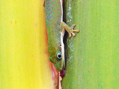 Phelsuma dubia