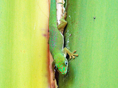 Phelsuma dubia