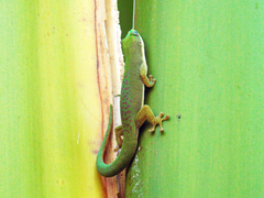 Phelsuma dubia