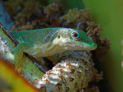 Phelsuma dubia