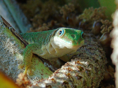 Phelsuma dubia