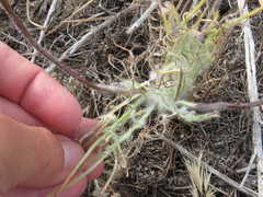 Malacothrix californica