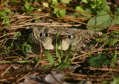 Archon apollinus