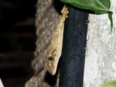 Hemidactylus mabouia
