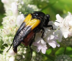 Macrosiagon flavipennis