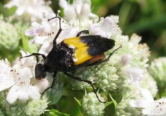 Macrosiagon flavipennis